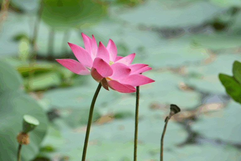 5 Benefits Of Lotus Flower For Skin And Hair - Amentara