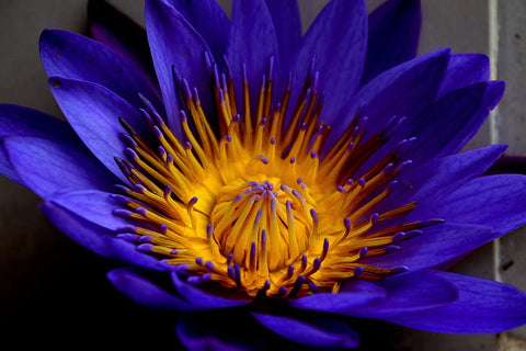 A Closeup Image of Blue Lotus Flower