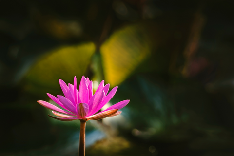 A close-up shot of a pink lotus flower