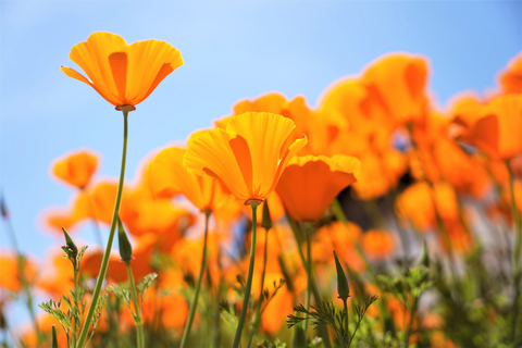 Beautiful California poppies in a field