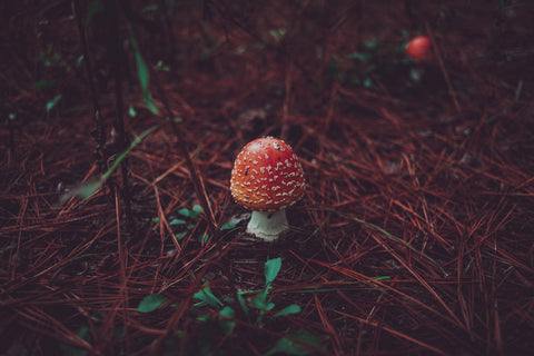 Tiny amanita muscaria mushroom