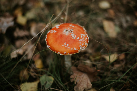 Amanita Muscaria Mushroom