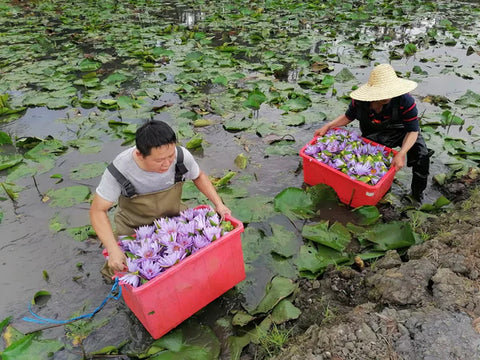 Two People Collecting Blue Lotus