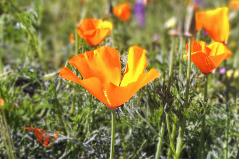 A few California poppies planted in the soil