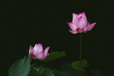 Two beautiful lotus flowers