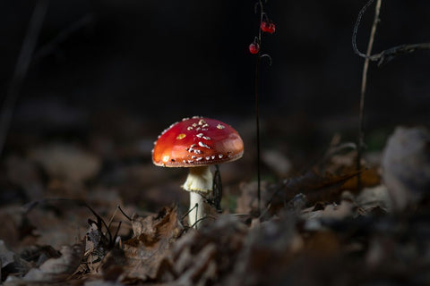 A focused image of Amanita muscaria