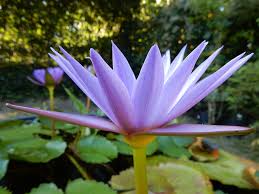 Frontal Image of Blue Lotus in the Pond