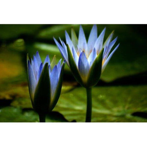 Blue Lotus Flourishing in the Pond