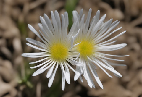 Beautiful image of a Kanna plant