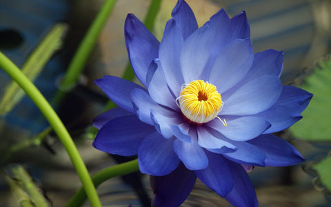 Top View of Blue Lotus Flower