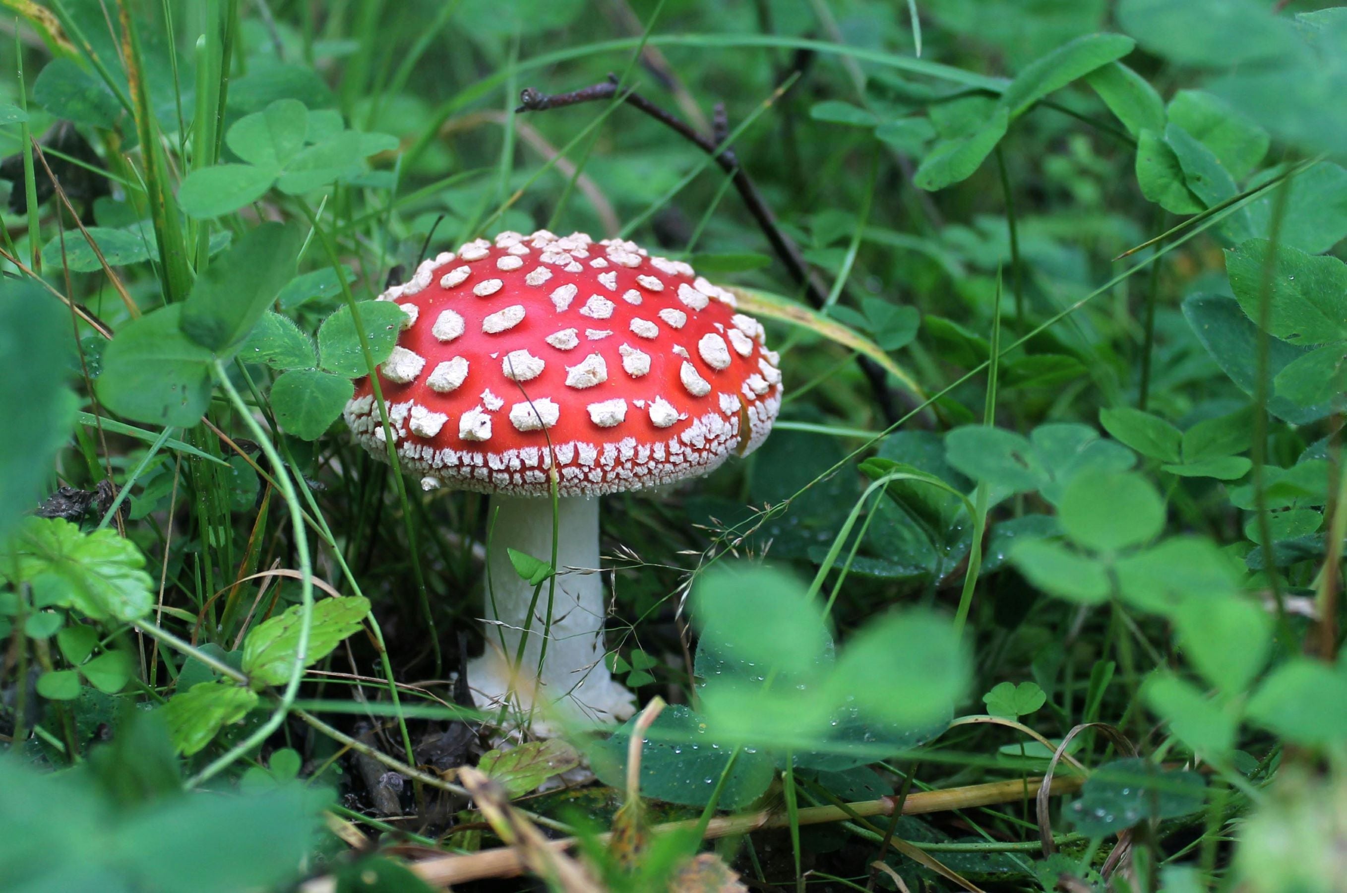 Amanita muscaria in heavy shrubs