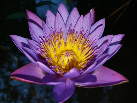 Blooming blue lotus plant