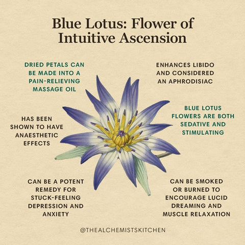 Blue Lotus: Flower of Intuitive Ascension