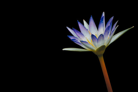 Blue lotus flower blooming