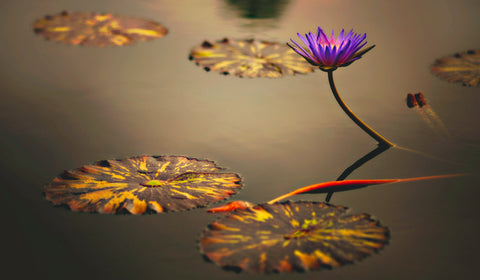 Blue lotus plant in the water