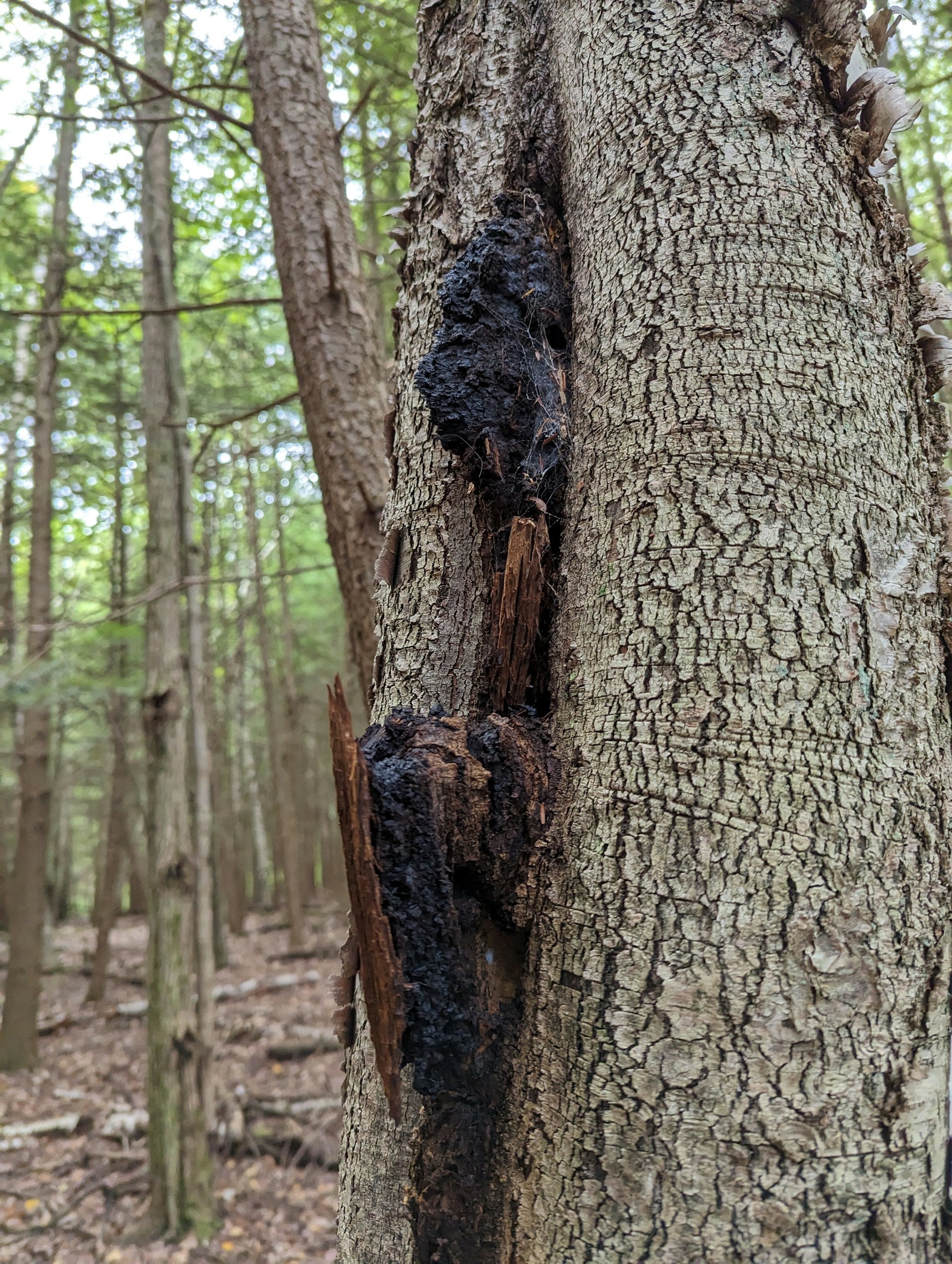 Chaga Mushroom Growing on Tree