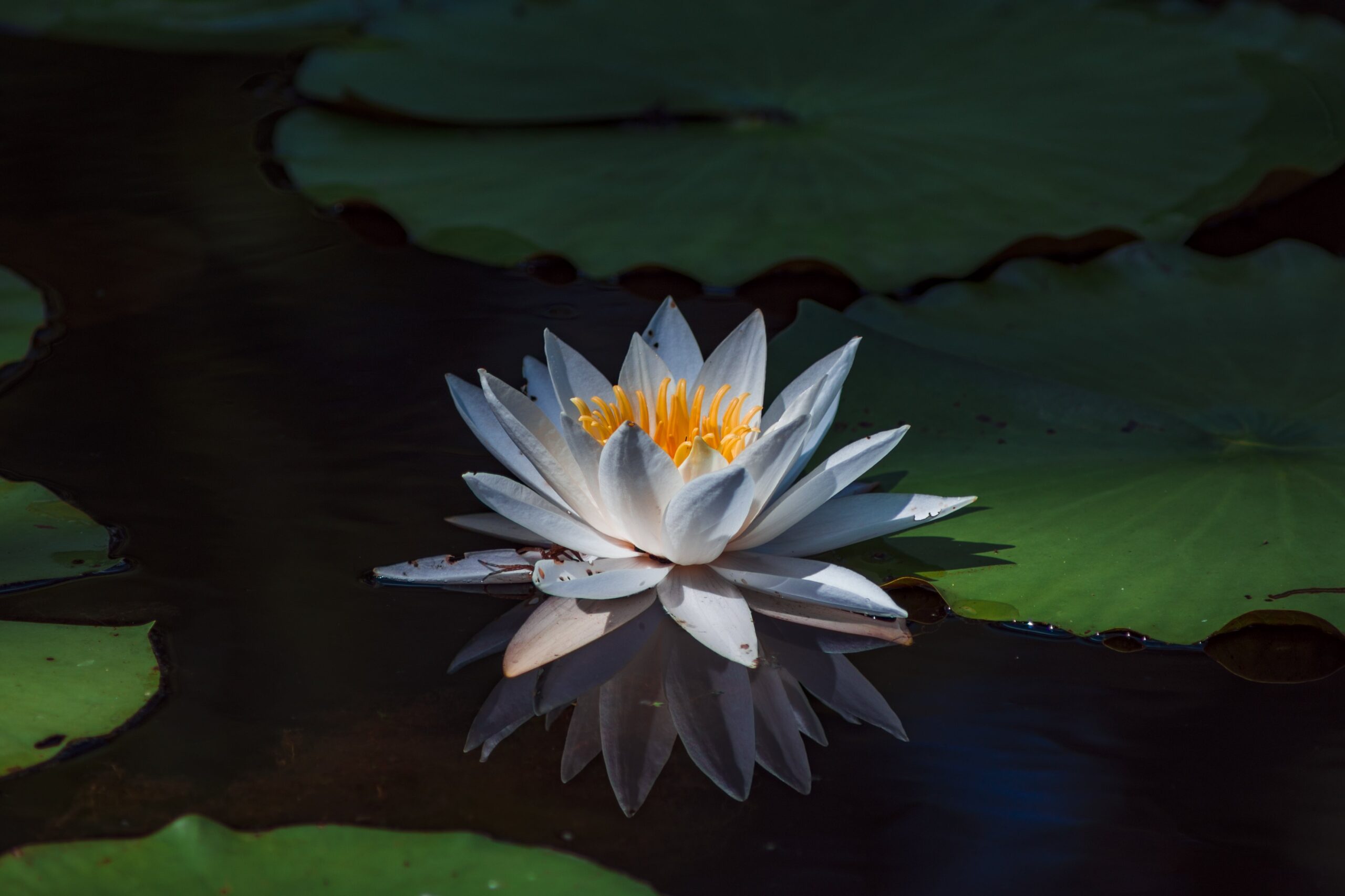 a-blue-lotus-leaf-floating-in-the-pond