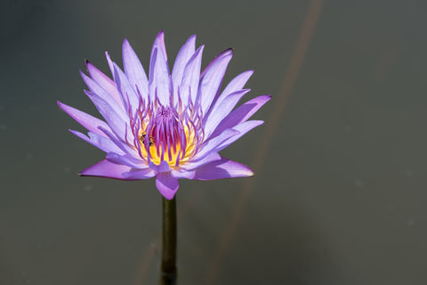 Pretty blue lotus flower