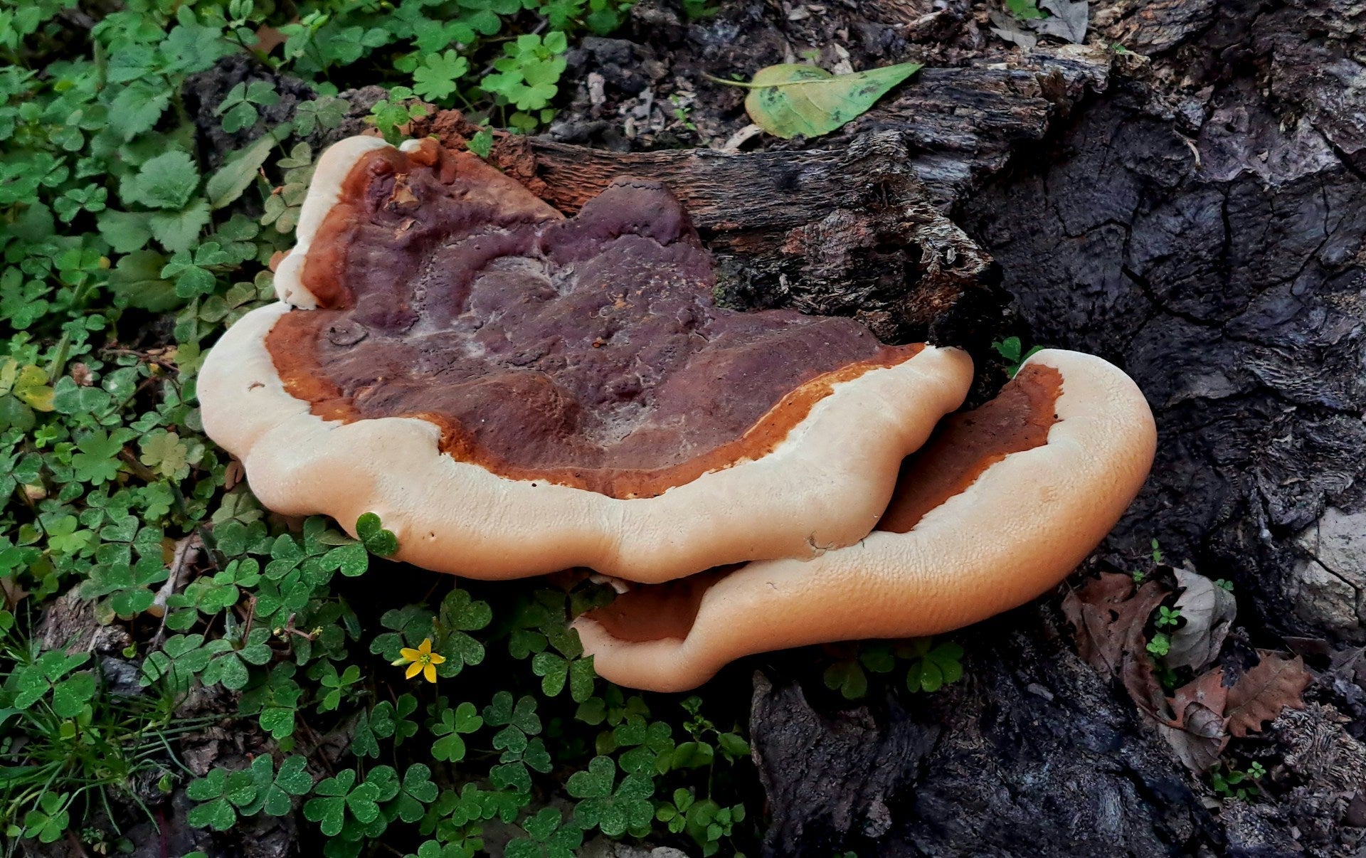 Reishi Mushroom Growing on Tree Trunk