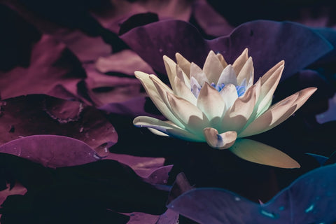 a-symbolic-power-of-blue-lotus