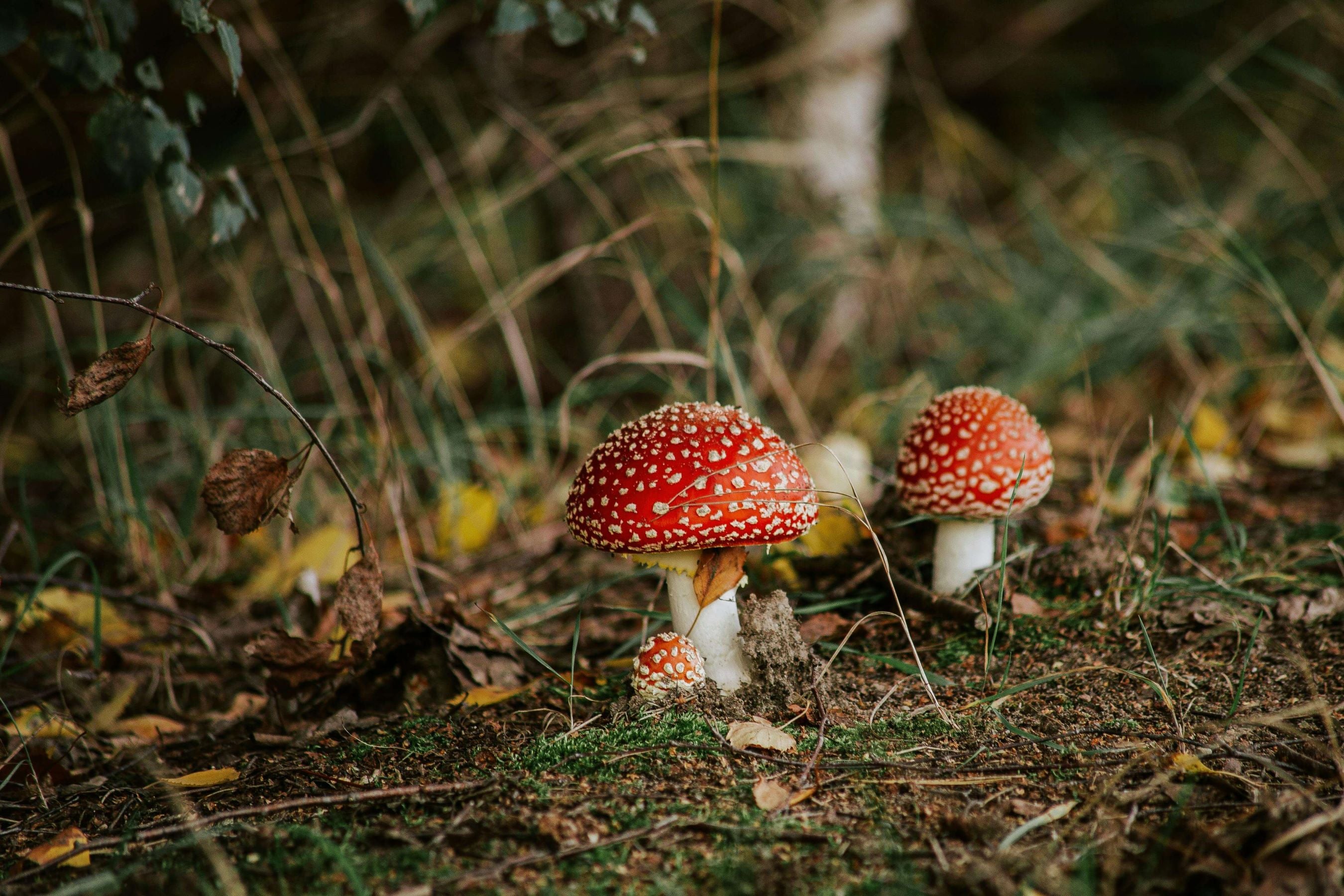 Amanita muscaria growing in woodlands
