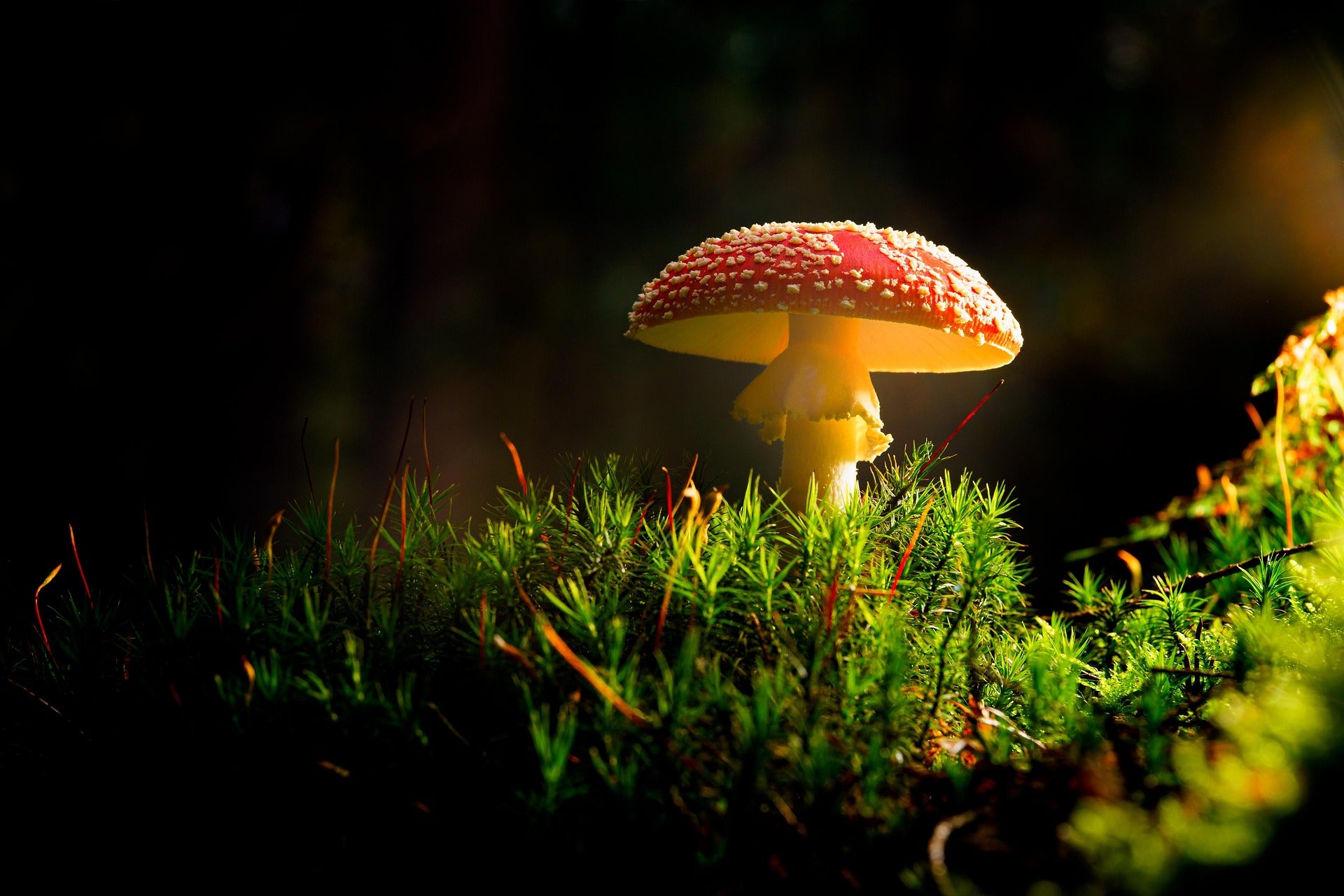 Amanita muscaria illuminated from the side