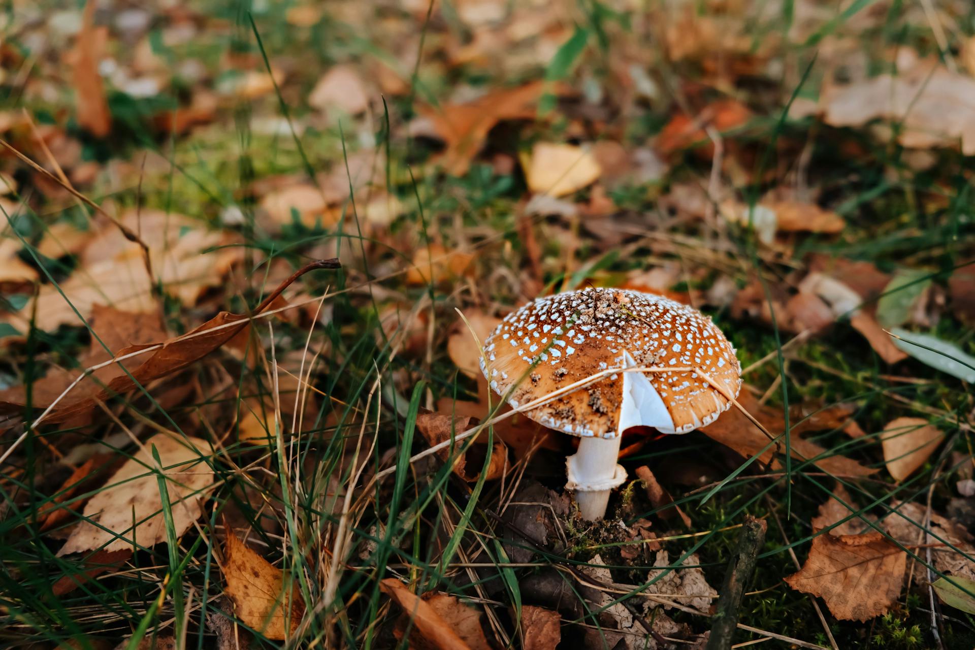A brown Amanita mushroom growing out of the ground