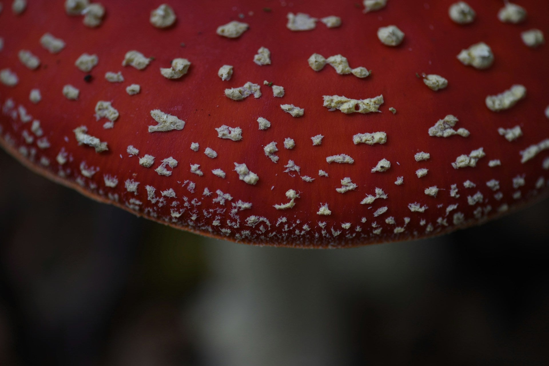 Close-up of an Amanita mushroom cap