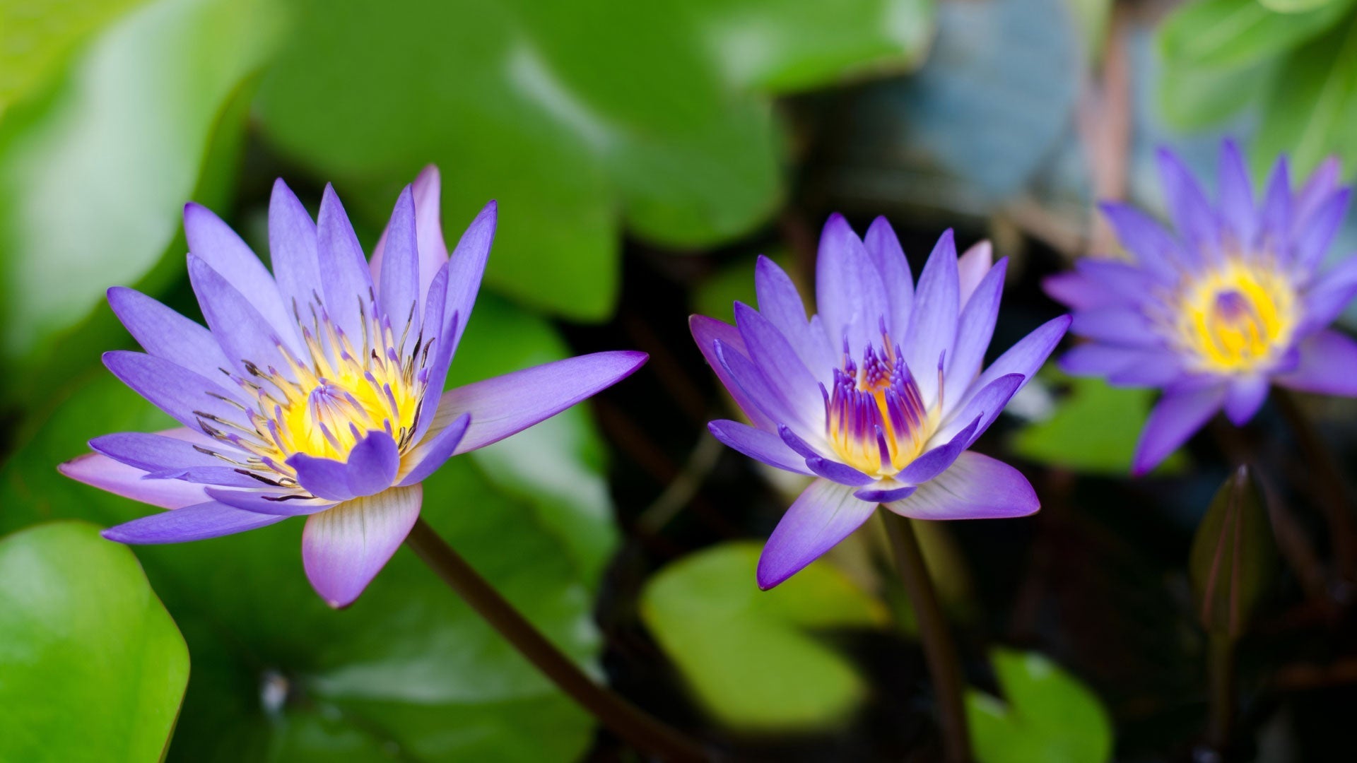 aphrodisiac Blue Lotus flowers