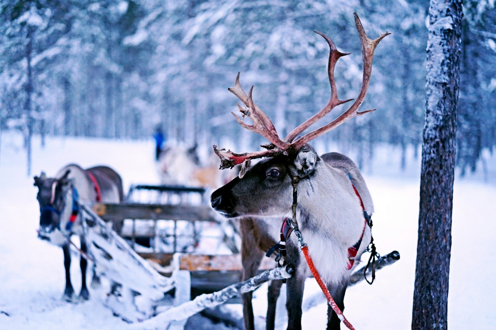 Reindeer pulling sleigh