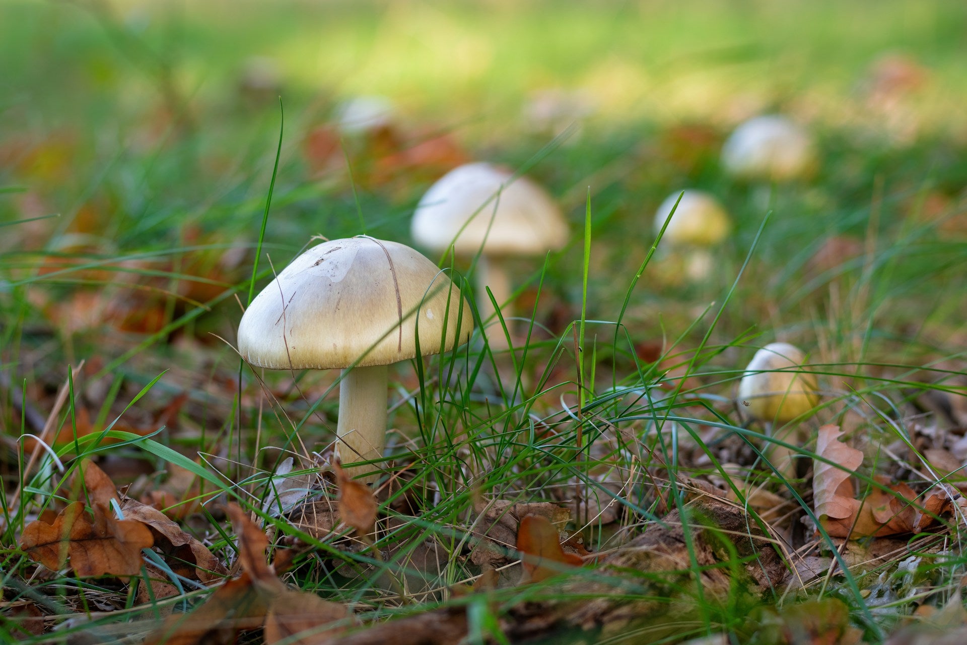 Group of death cap mushrooms in grass