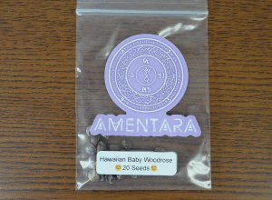 Hawaiian Baby Woodrose