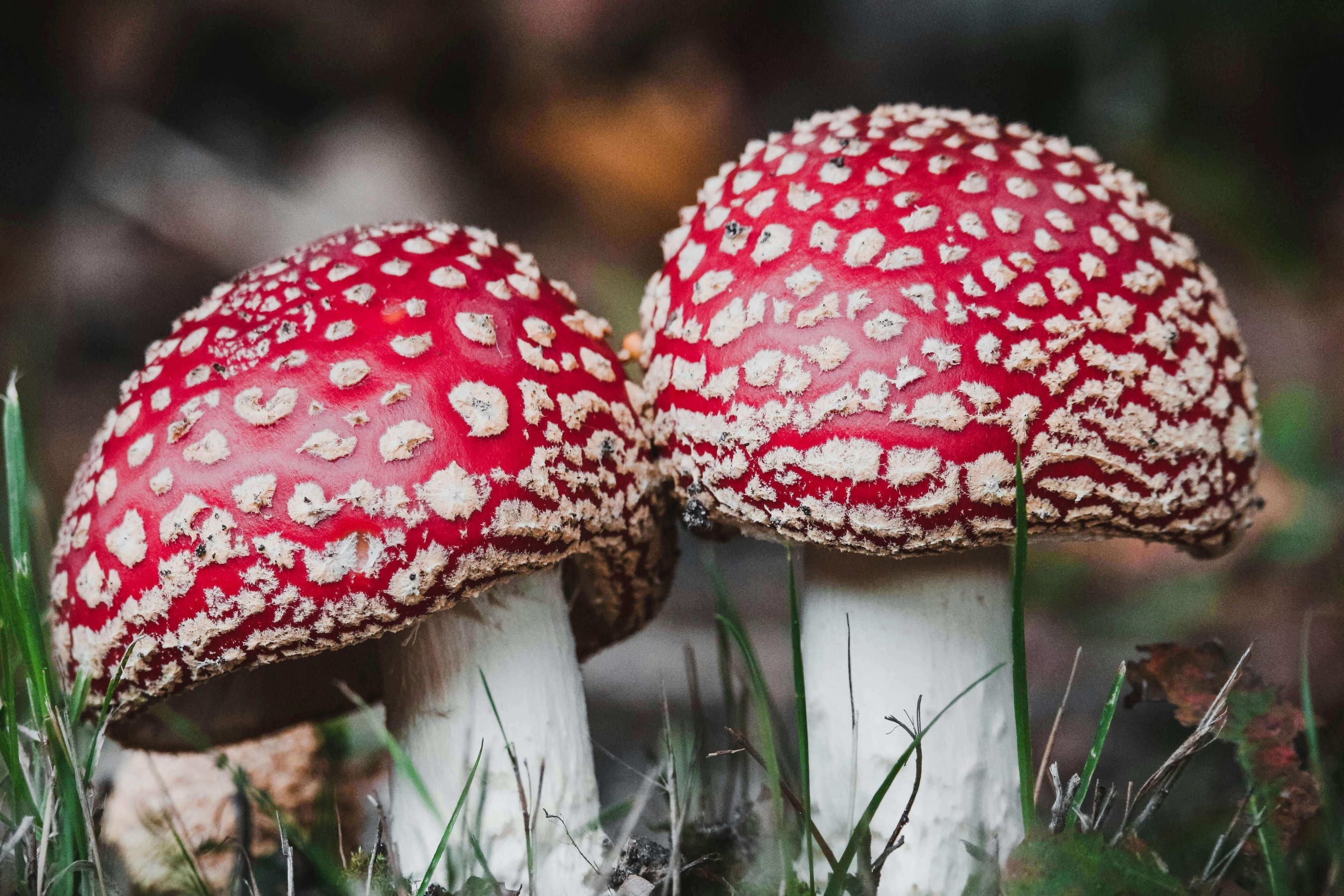 Closeup of Amanita muscaria mushrooms