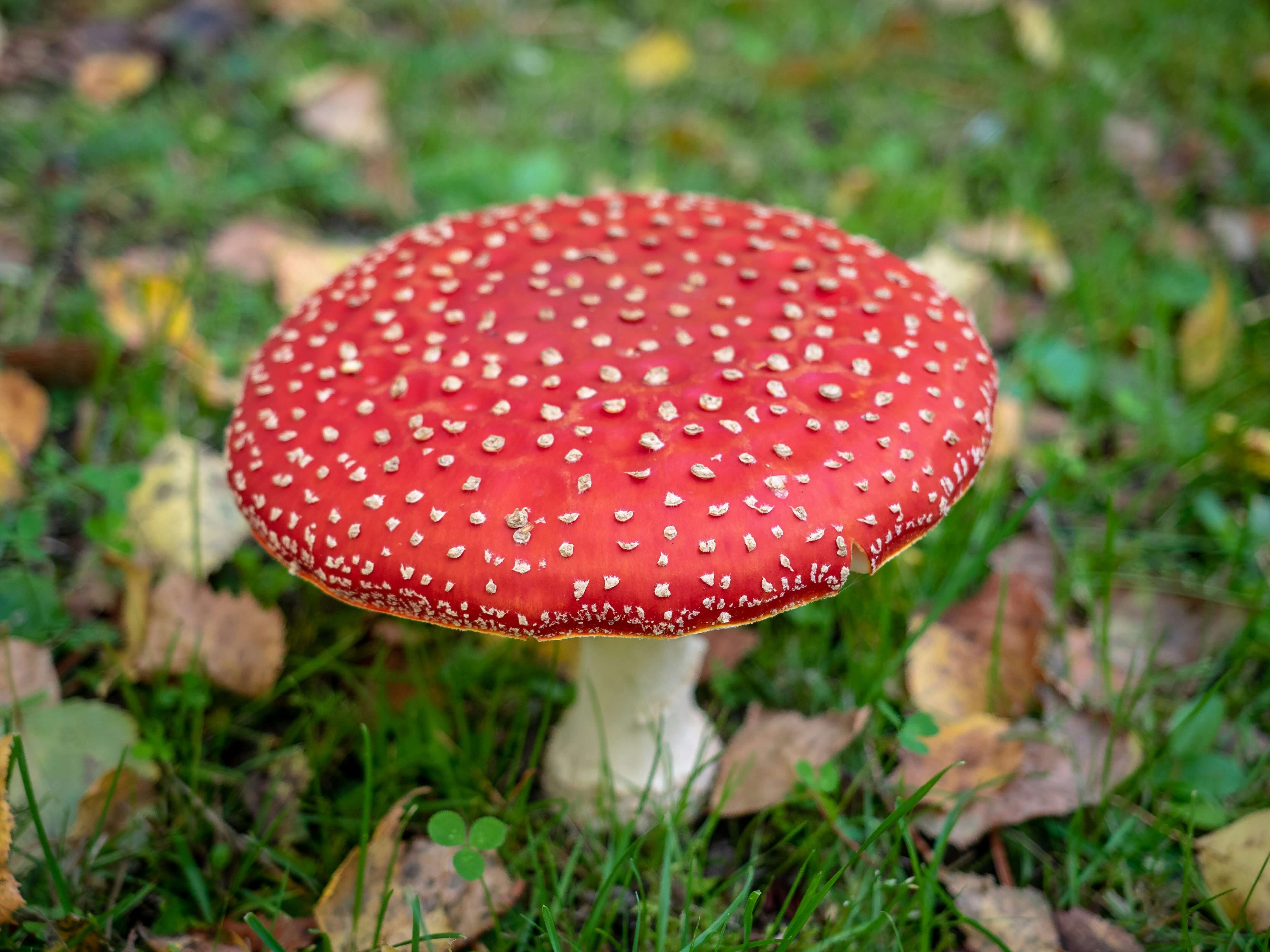 Closeup of an Amanita muscaria mushroom growing in grass