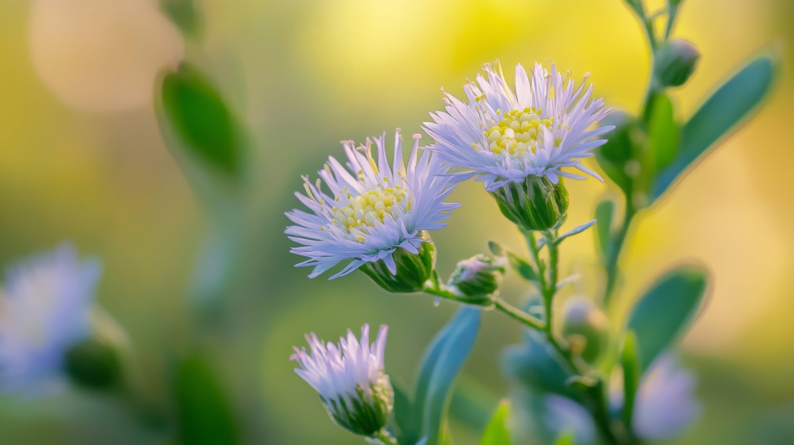 Close-up of a kanna plant