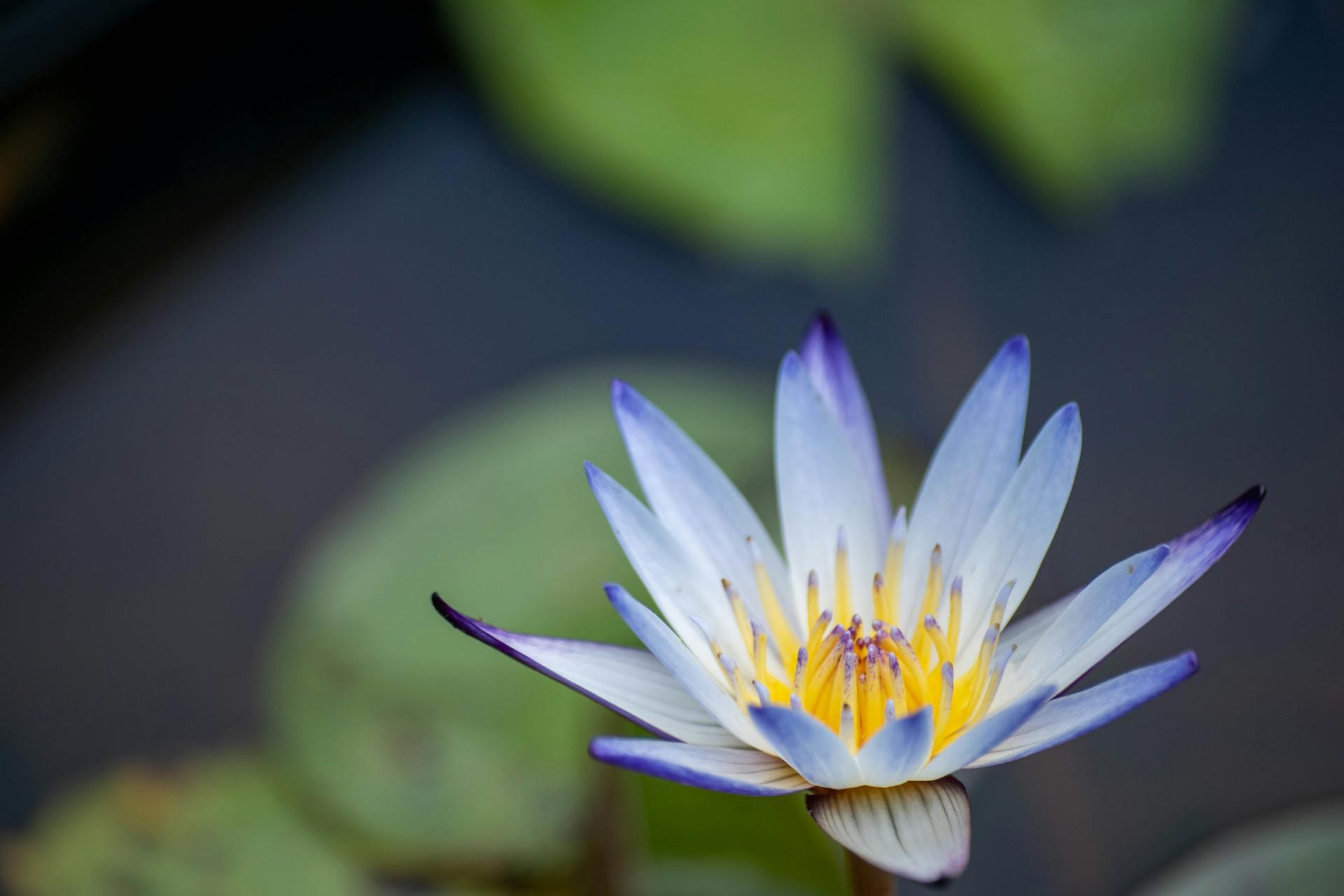 Close-up of a blooming blue lotus flower