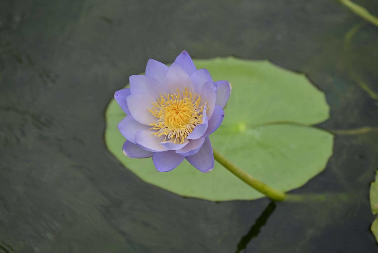 Fun Facts About the Blue Lotus Flower in Ancient Egypt - Amentara