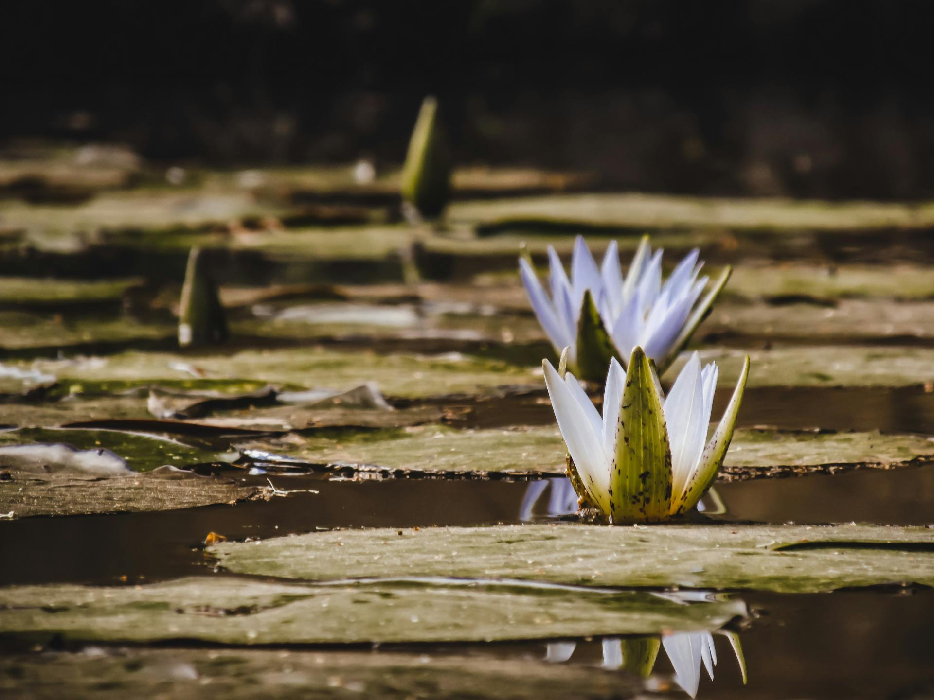 Blue lotus flowers growing above water