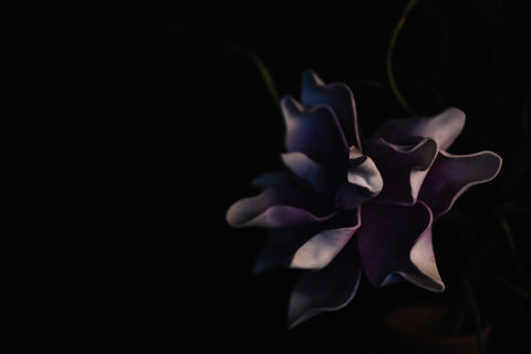 mystery-of-the -blue-Lotus