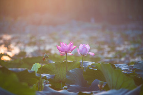 Pair of lovely blue lotus flowers in a pond