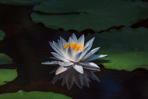 A blue lotus captured through the lens of a photographer