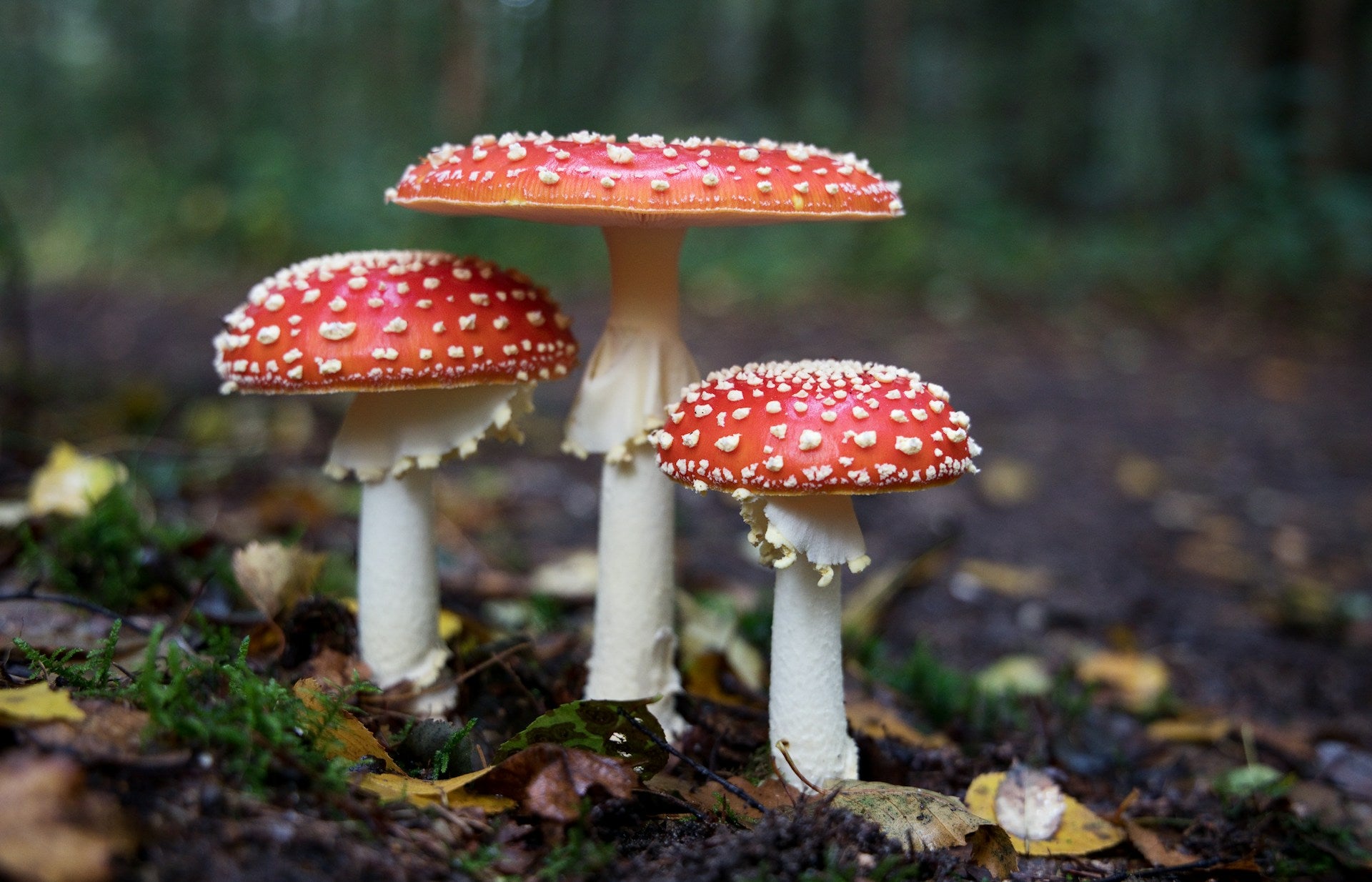 Three Amanita muscaria mushrooms growing in forest