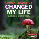 The Amanita Effect