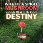 The Amanita Effect