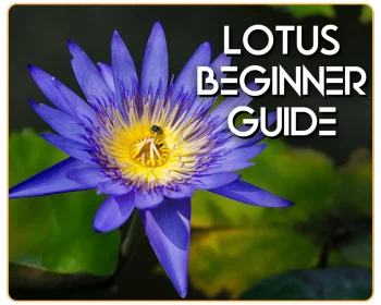 Copy of Untitled Design (55) (1)