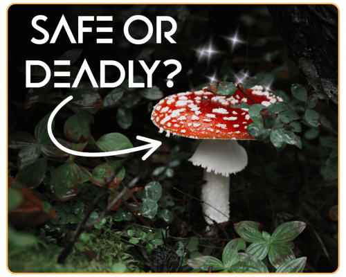 Untitled design - 2025-12-01T122024.514 (1)